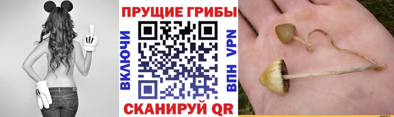 Галлюциногенные грибы мицелий  Кирсанов 